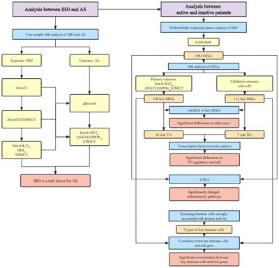 Inflammatory bowel disease activity threatens ankylosing spondylitis: implications from Mendelian randomization combined with transcriptome analysis